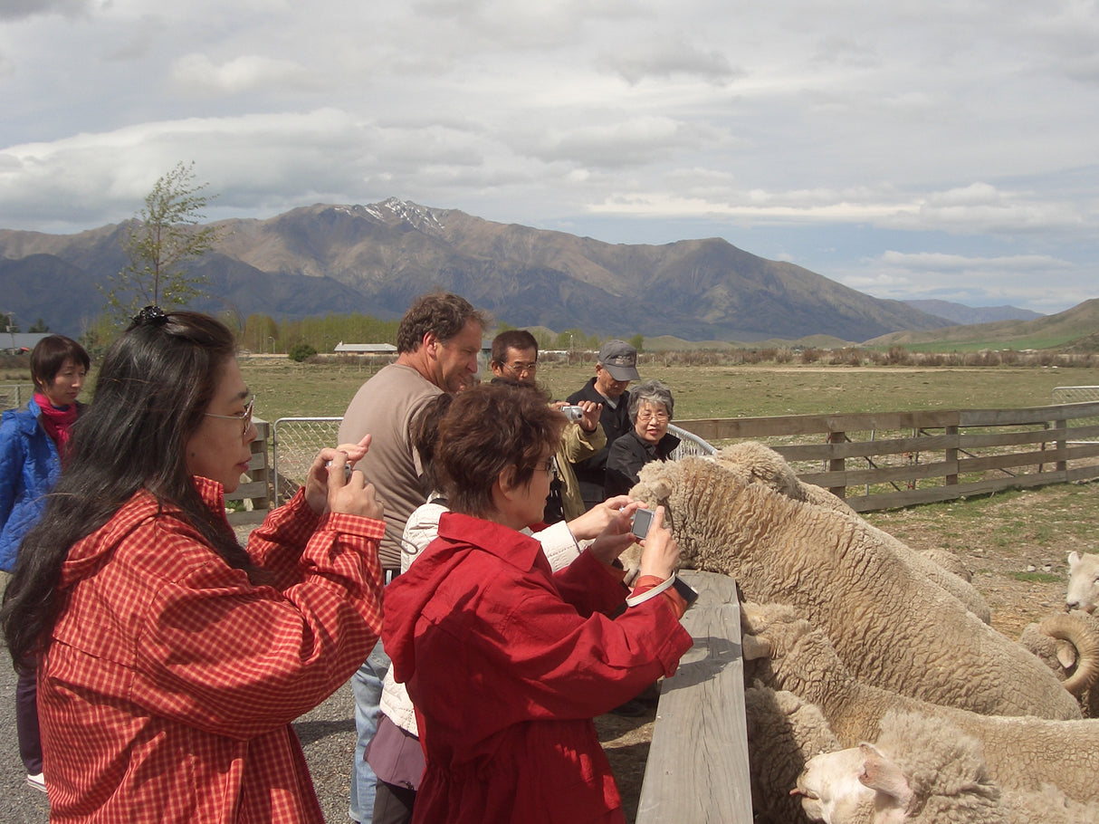 Lamb Feeding Experience