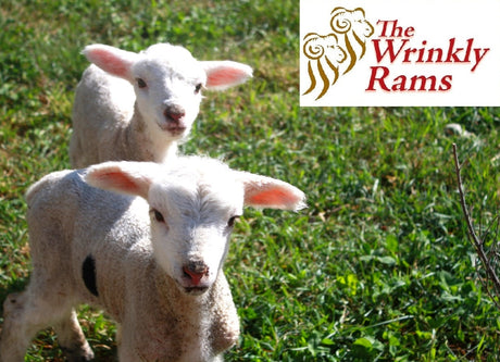 The Lamb Feeding Experience at The Wrinkly Rams, Omarama