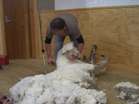 A Guide to Merino Wool: New Zealand's Finest Fibre