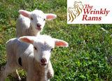 Two newborn lambs at The Wrinkly Rams, Omarama