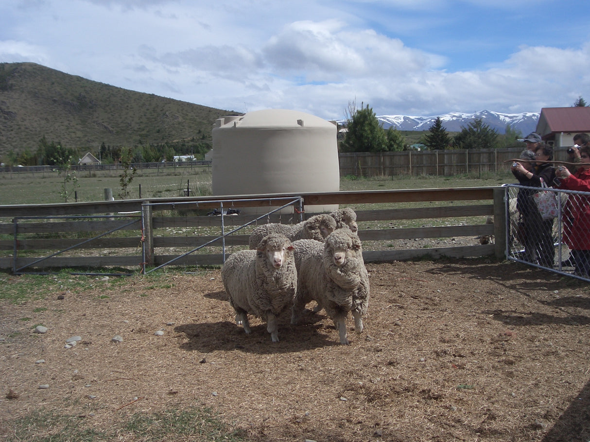 Lamb Feeding Experience
